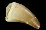 Mosasaur (Prognathodon) Tooth - Morocco #118984-1